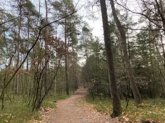 Vaizdas žygiuojant miške